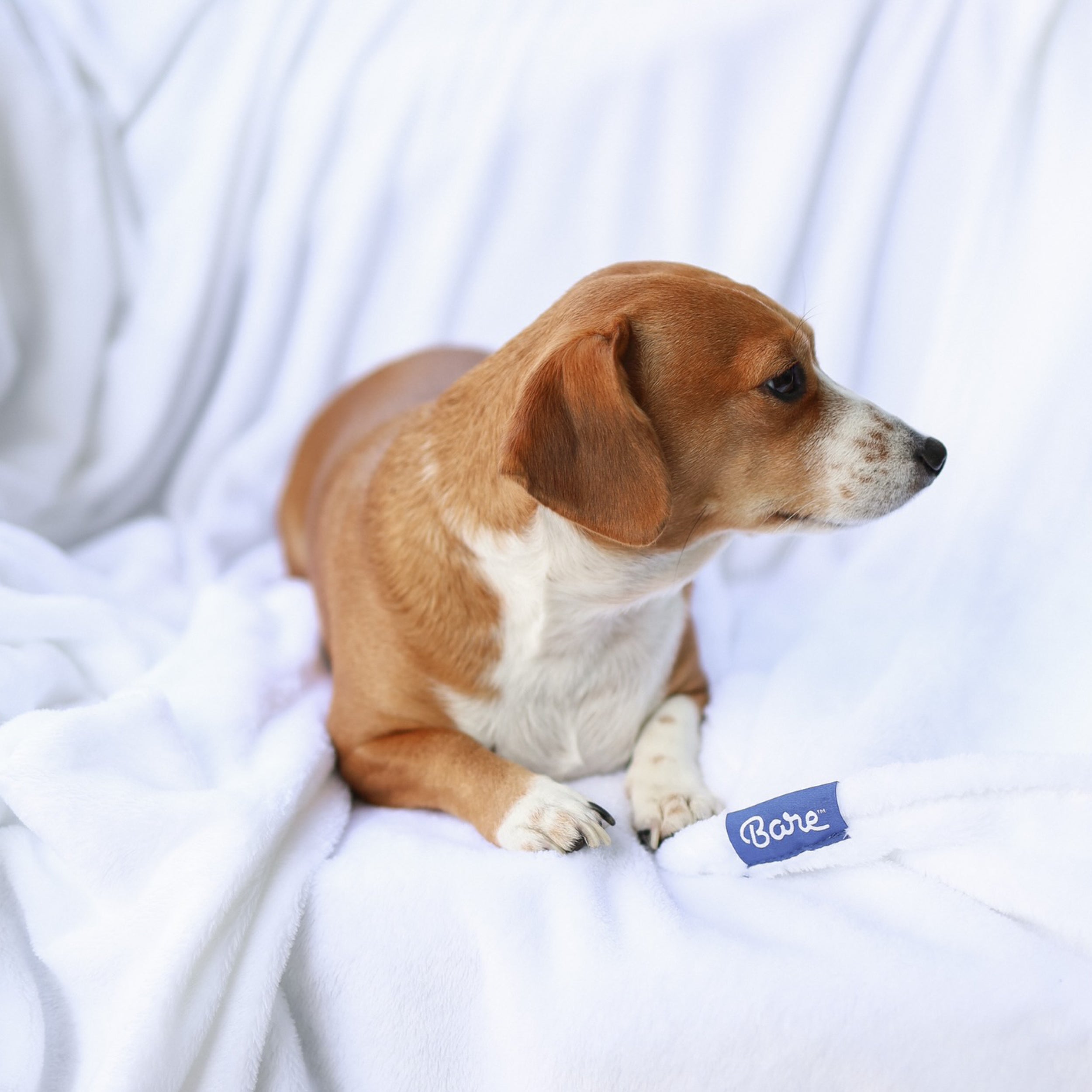 Images Extended Content Microplush Blanket