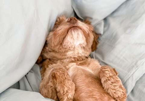 Close-up of a dog resting on tan bedding