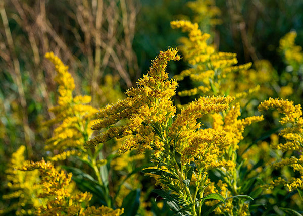 Flowers 1