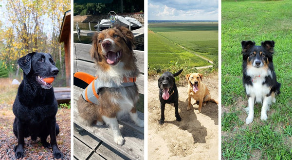 How to Make Your Home Healthy for Pets - Bare Home