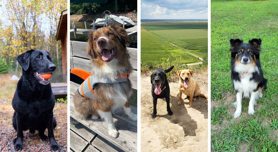 How to Make Your Home Healthy for Pets - Bare Home
