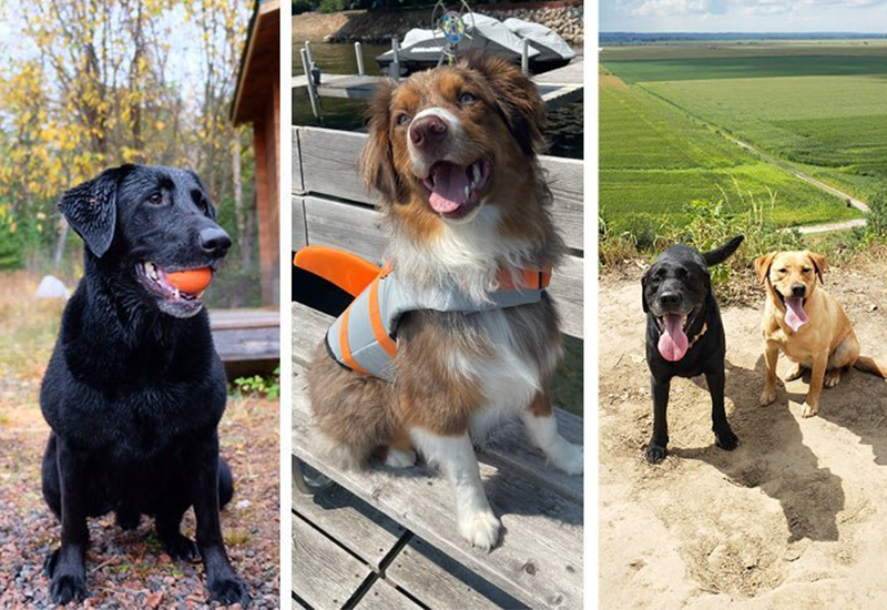 How to Make Your Home Healthy for Pets - Bare Home