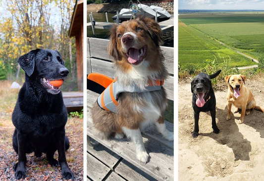 How to Make Your Home Healthy for Pets - Bare Home