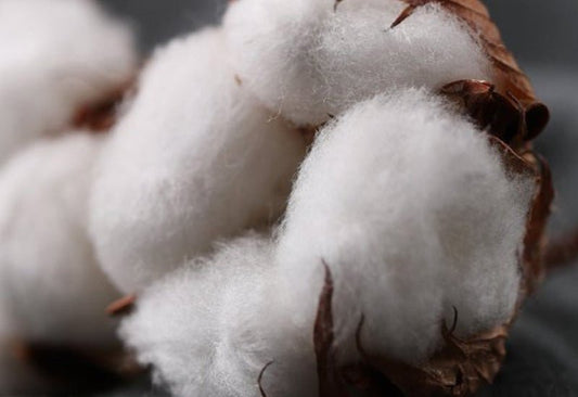 Organic Cotton FAQ - Bare Home