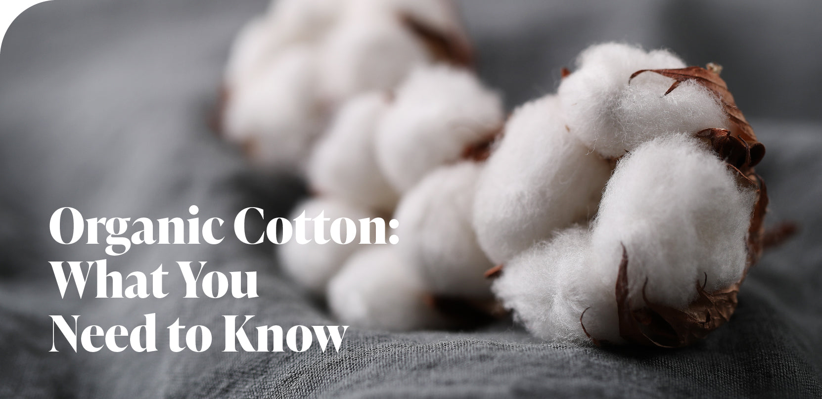 Organic Cotton: What You Need to Know