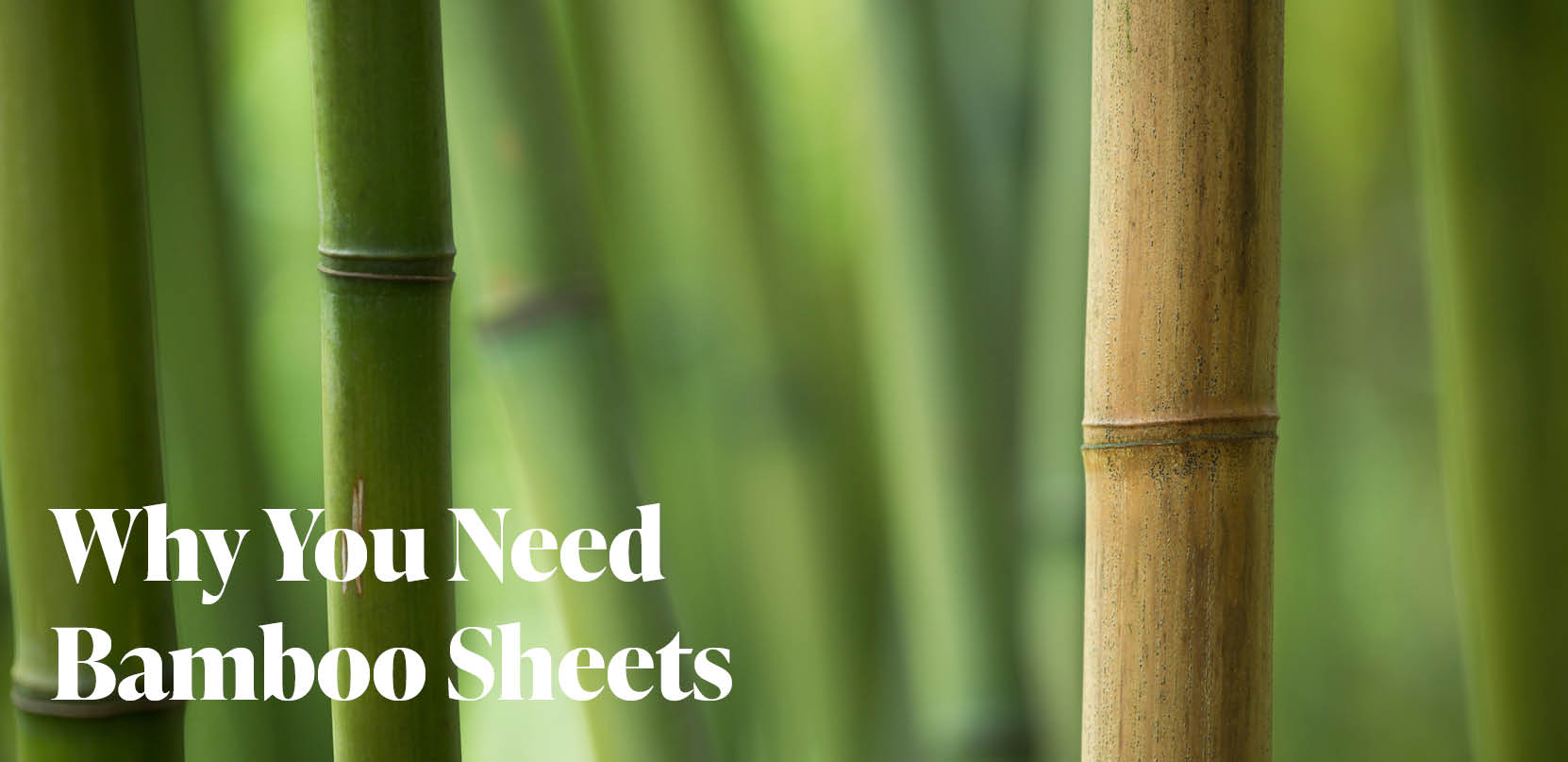 Why You Need Bamboo Sheets