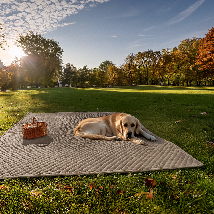 Tan Ultra Soft Quilt Set laid outdoors on grass with a dog lying on it