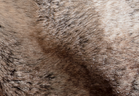 Closeup of Faux Fur Blanket fabric card texture