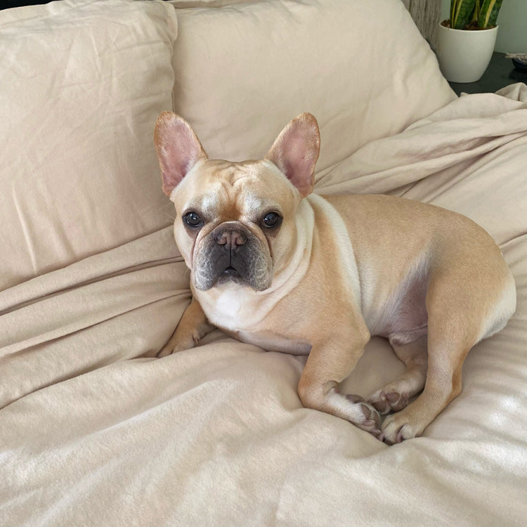 Dog lying on a beige couch with a neutral background