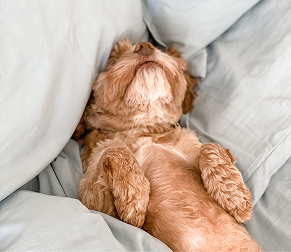 Hot Sleeper