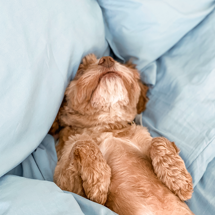 Brown dog peeking out from under light blue sheets