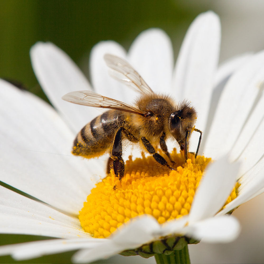 Welcoming bees to Bare Home