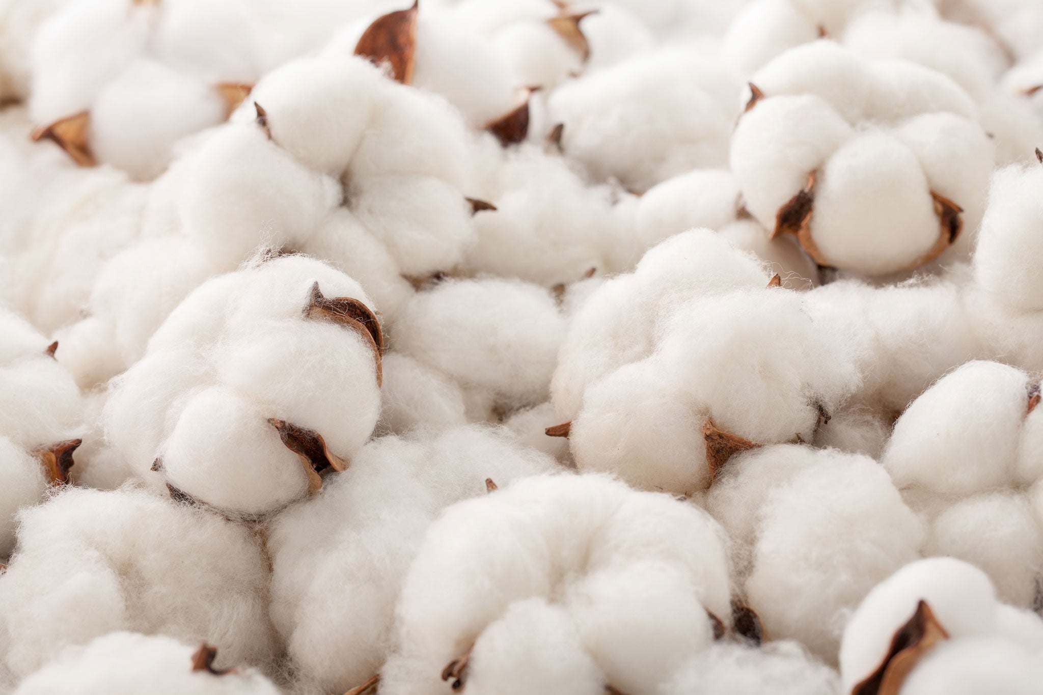 Close Up Of Raw Cotton - Desktop