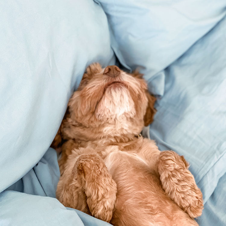 Small cute dog laying in a bed if light blue sheets