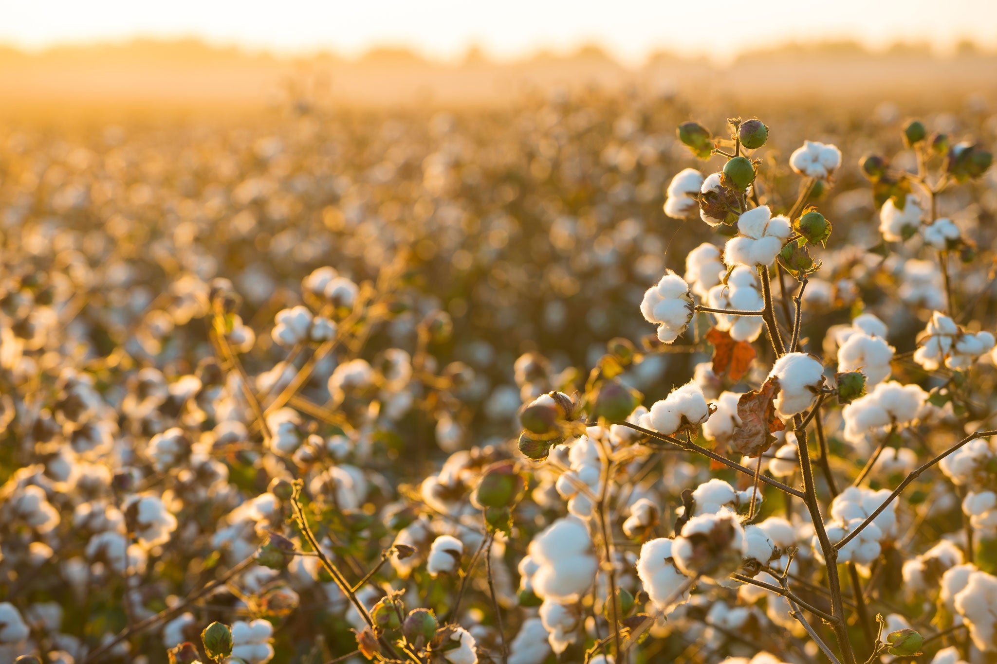 Cotton Field at Sunset - Desktop