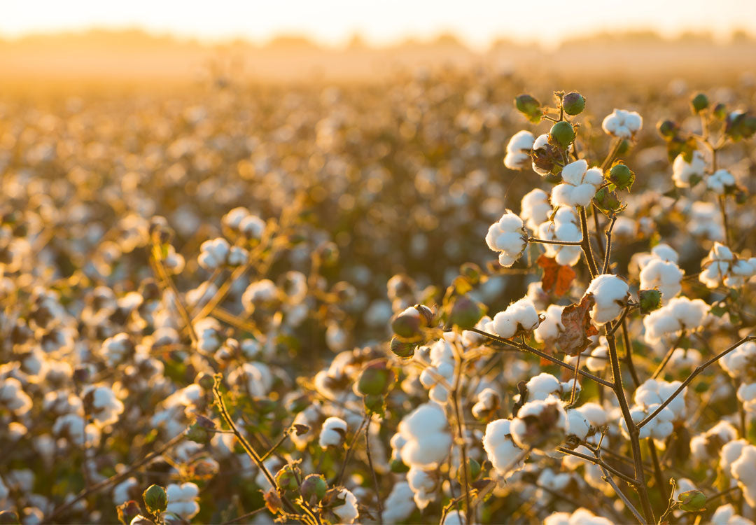 Cotton Field at Sunset - Mobile