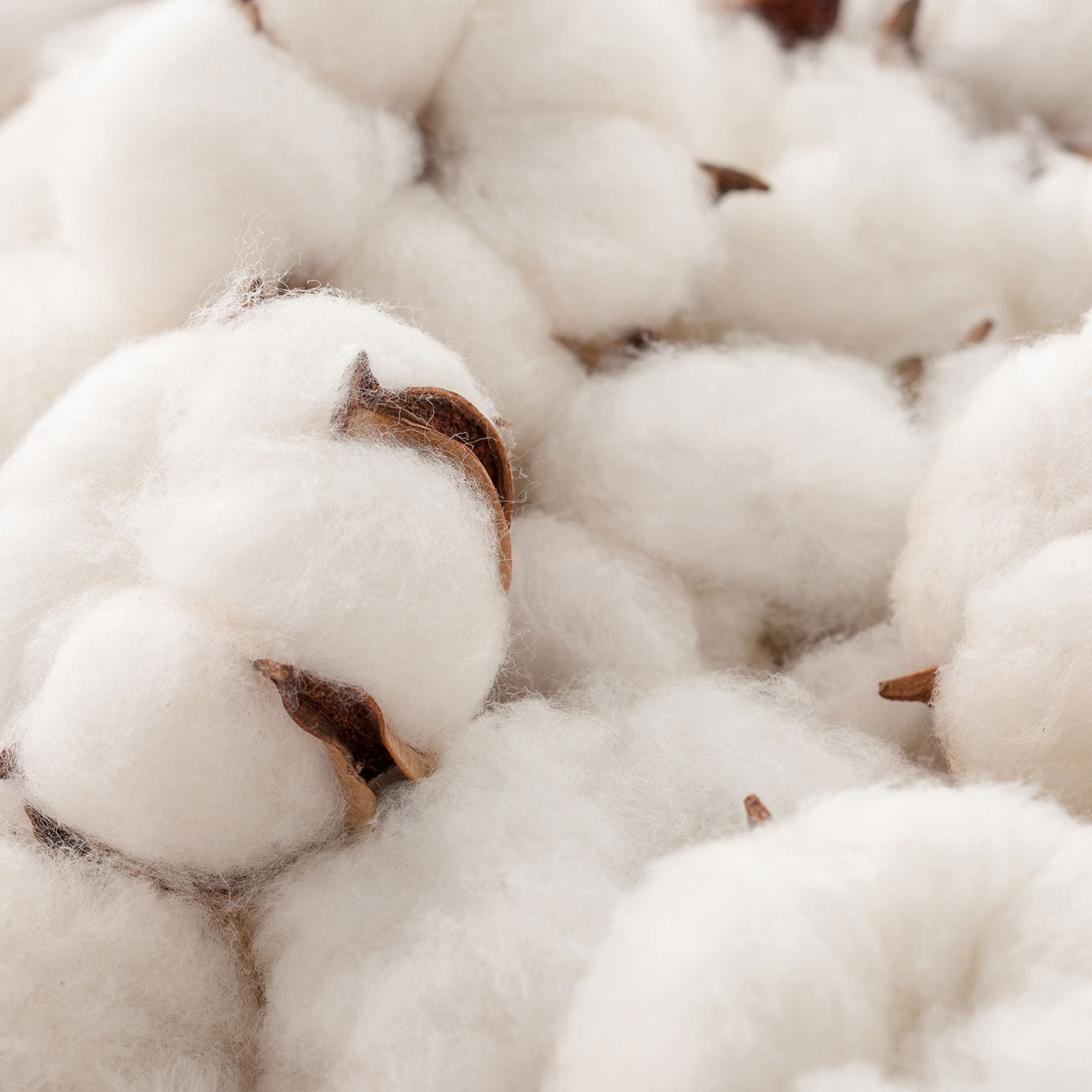 Close-up of fluffy white cotton bolls with brown stems.