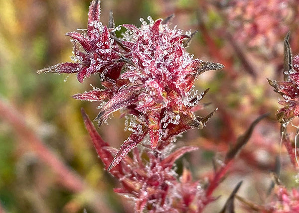 Flowers 4