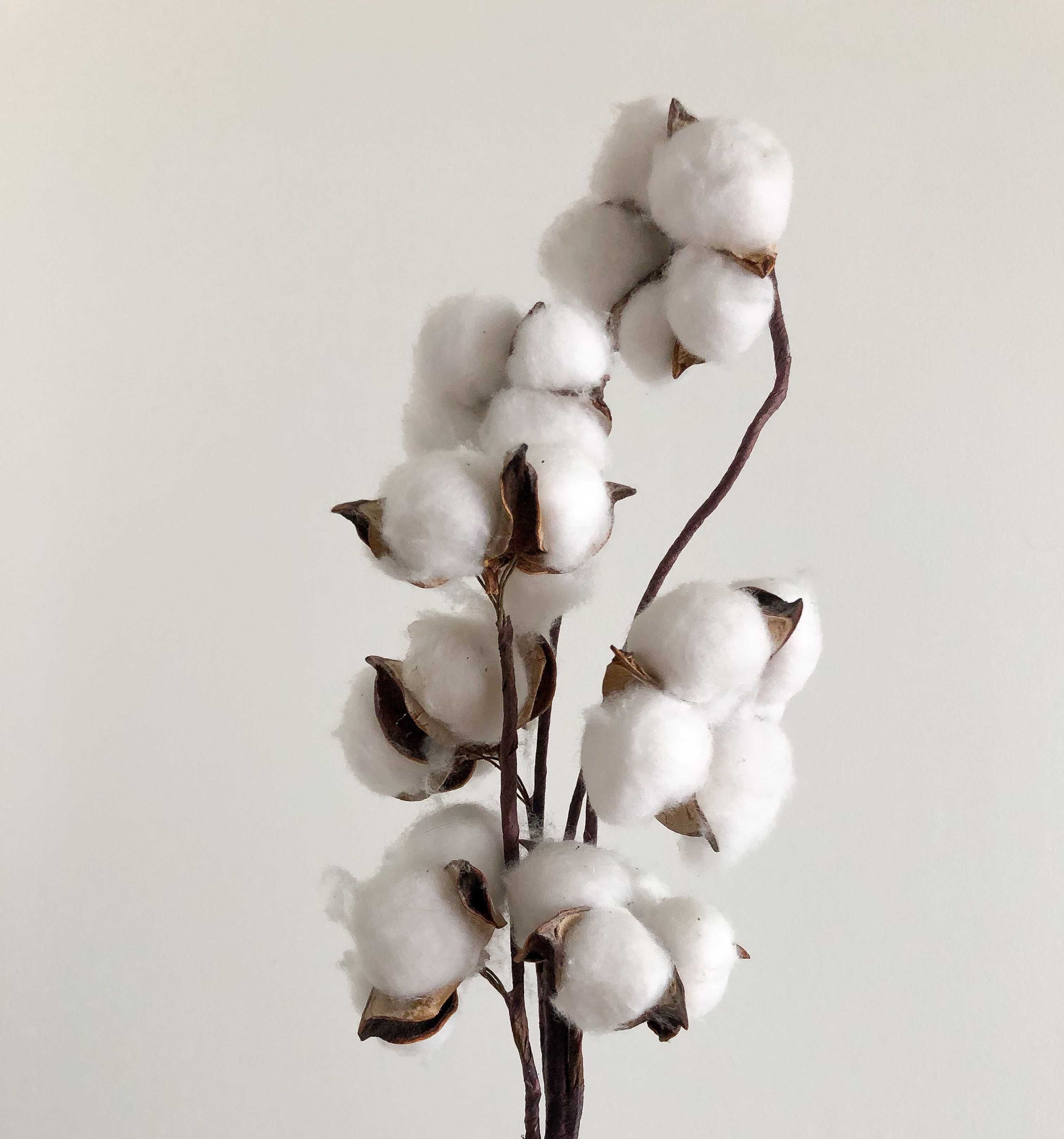 Photo of raw cotton on a stem